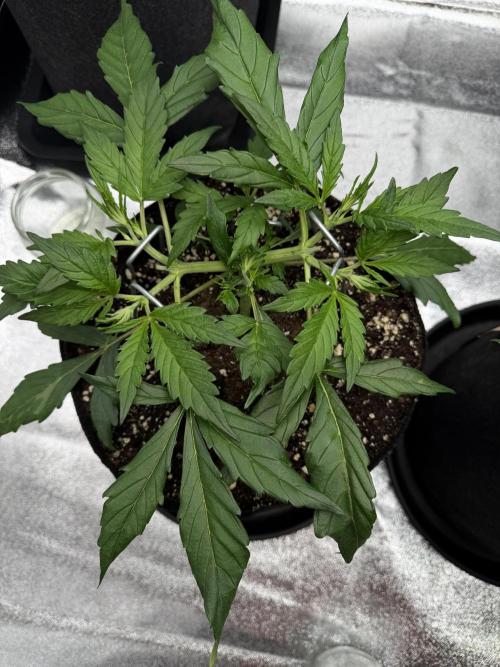 Orange Sherbet Auto FBs. Week 4 - Plant 2 on day 24