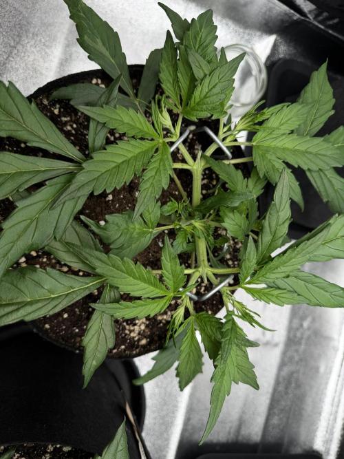 Orange Sherbet Auto FBs. Week 4 - Plant 2 on day 24