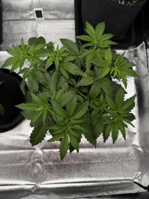 Orange Sherbet Auto FBs. Week 4 - Plant 1 on day 28