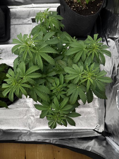 Orange Sherbet Auto FBs. Week 5 - Plant 1 top view