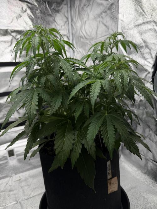 Orange Sherbet Auto FBs. Week 5 - Plant 1 side view