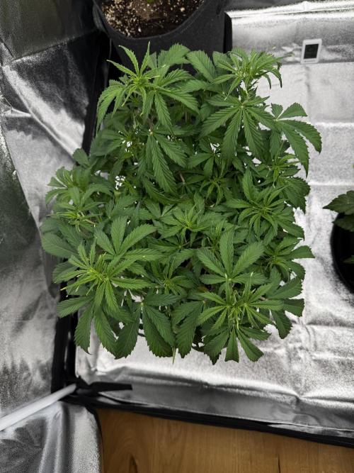 Orange Sherbet Auto FBs. Week 5 - Plant 2 top view