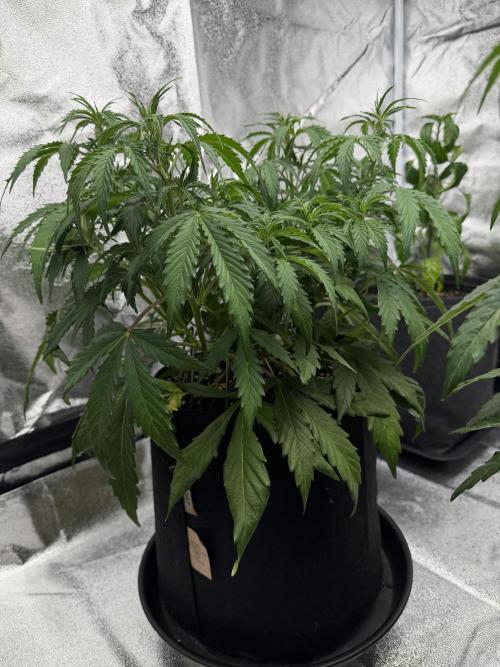 Orange Sherbet Auto FBs. Week 5 - Plant 2 side view