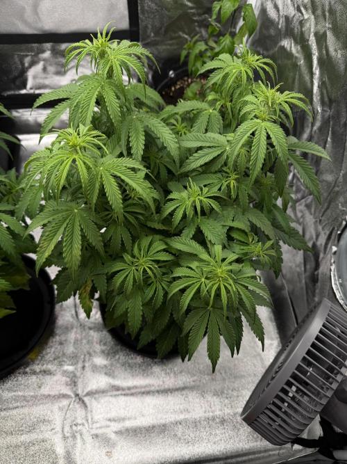 Orange Sherbet Auto FBs. Week 6 - Plant 1 top view on Day 39