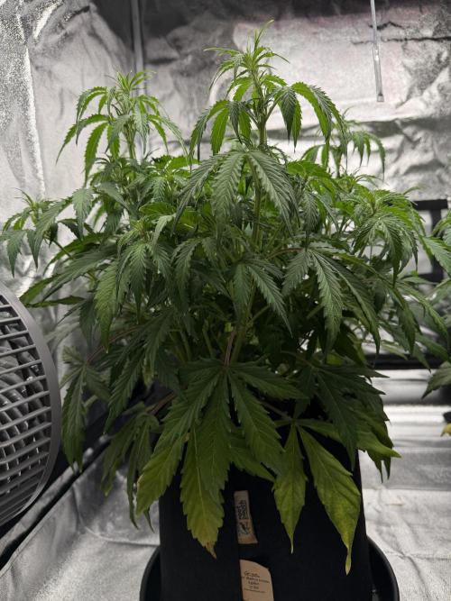 Orange Sherbet Auto FBs. Week 6 - Plant 2 side view on Day 39