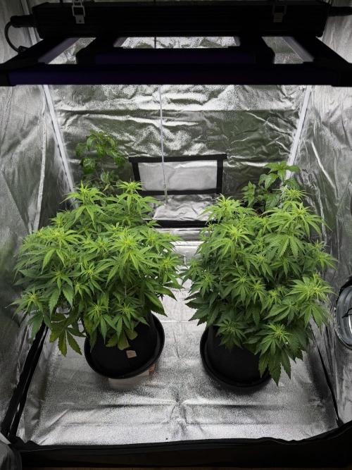 Orange Sherbet Auto FBs. Week 6 - Day 42
Plant 1 right
Plant 2 left