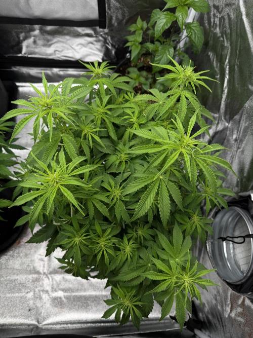 Orange Sherbet Auto FBs. Week 6 - Plant 1 top view on Day 42