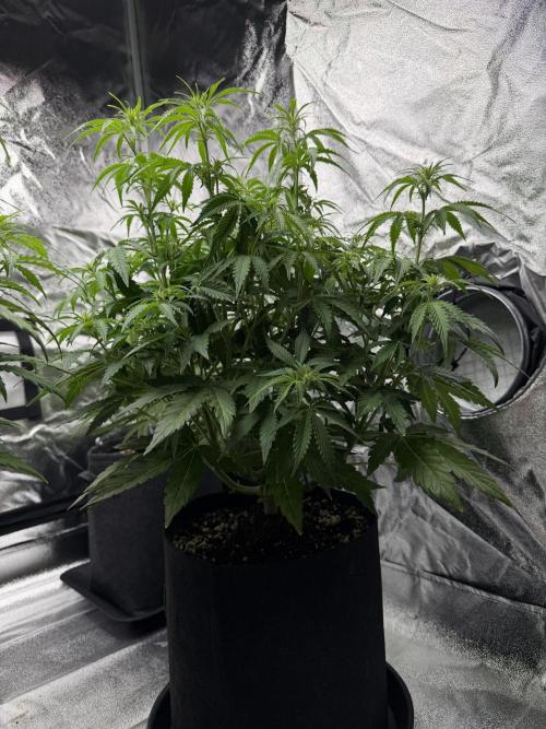 Orange Sherbet Auto FBs. Week 6 - Plant 1 side view on Day 42