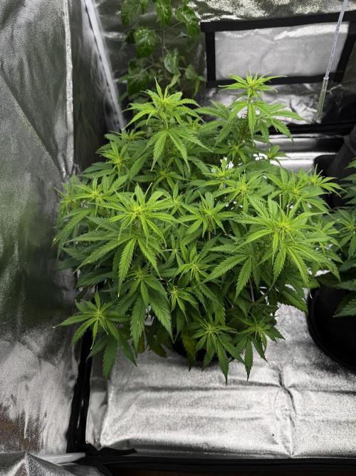 Orange Sherbet Auto FBs. Week 6 - Plant 2 top view on Day 42