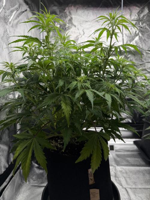 Orange Sherbet Auto FBs. Week 6 - Plant 2 side view on Day 42