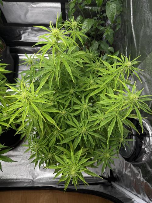 Orange Sherbet Auto FBs. Week 7 - Plant 1 top view Day 49