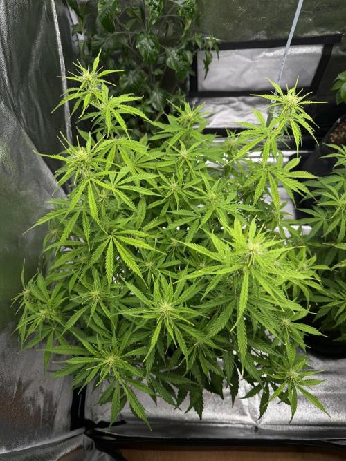 Orange Sherbet Auto FBs. Week 7 - Plant 2 top view Day 49