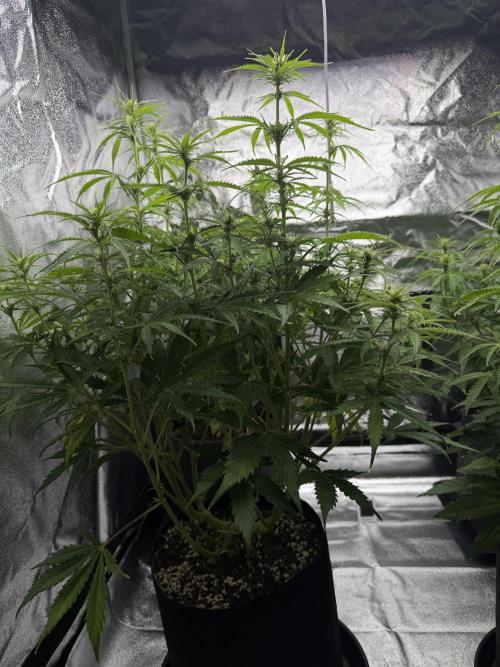 Orange Sherbet Auto FBs. Week 7 - Plant 2 side view Day 49