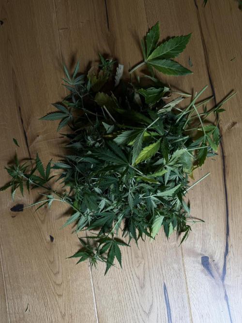 Orange Sherbet Auto FBs. Week 7 - Plant 2 defoliated on Day 46