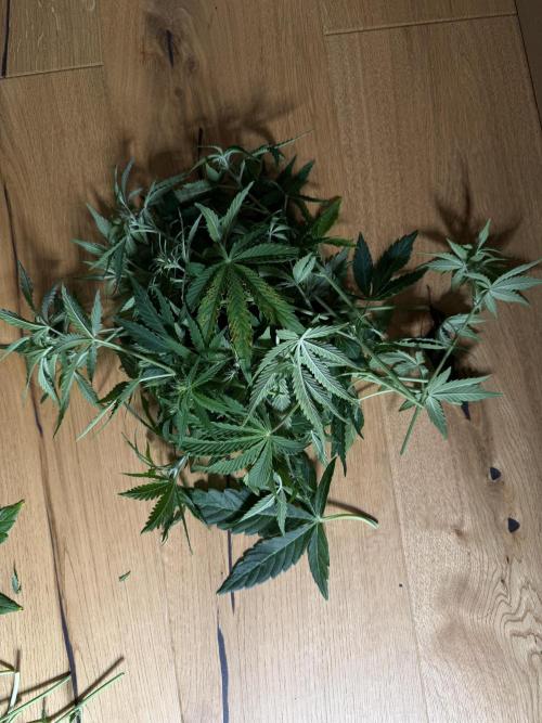 Orange Sherbet Auto FBs. Week 7 - Plant 1 defoliated on Day 46