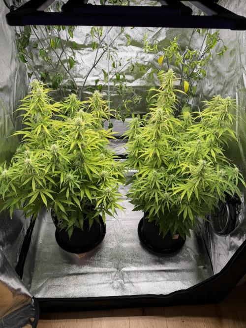 Orange Sherbet Auto FBs. Week 9 - Plant 1 right side
Plant 2 left side
Day 63