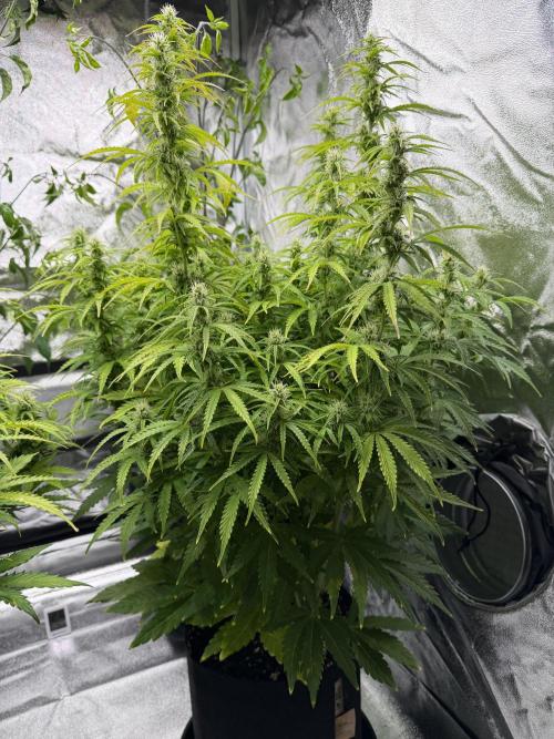 Orange Sherbet Auto FBs. Week 9 - Plant 1 side view
Day 63