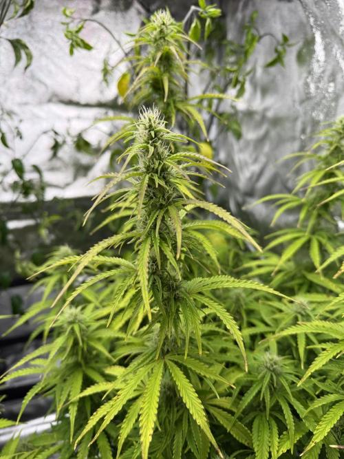 Orange Sherbet Auto FBs. Week 9 - Plant 1 bud view
Day 63