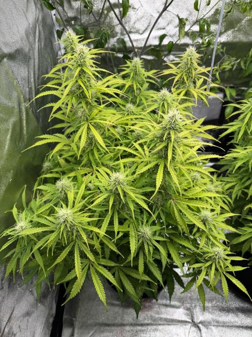 Orange Sherbet Auto FBs. Week 9 - Plant 2 top view
Day 63