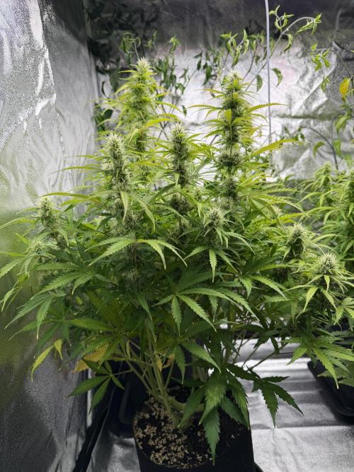 Orange Sherbet Auto FBs. Week 9 - Plant 2 side view
Day 63