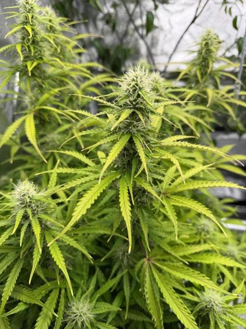 Orange Sherbet Auto FBs. Week 9 - Plant 2 bud view
Day 63