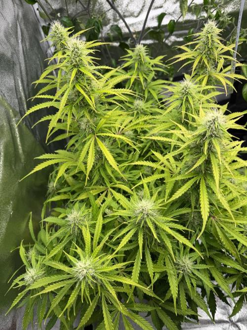 Orange Sherbet Auto FBs. Week 9 - Plant 2 bud view
Day 63