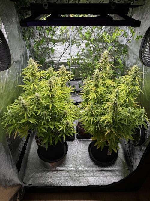 Orange Sherbet Auto FBs. Week 10 - Day 70
Plant 1 right side
Plant 2 left side