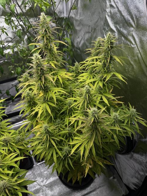 Orange Sherbet Auto FBs. Week 10 - Plant 1 top view Day 70