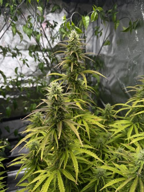Orange Sherbet Auto FBs. Week 10 - Plant 1 bud view Day 70