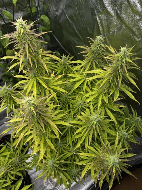 Orange Sherbet Auto FBs. Week 10 - Plant 1 top view Day 70