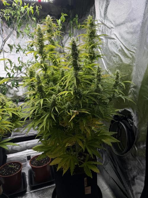 Orange Sherbet Auto FBs. Week 10 - Plant 1 side view Day 70