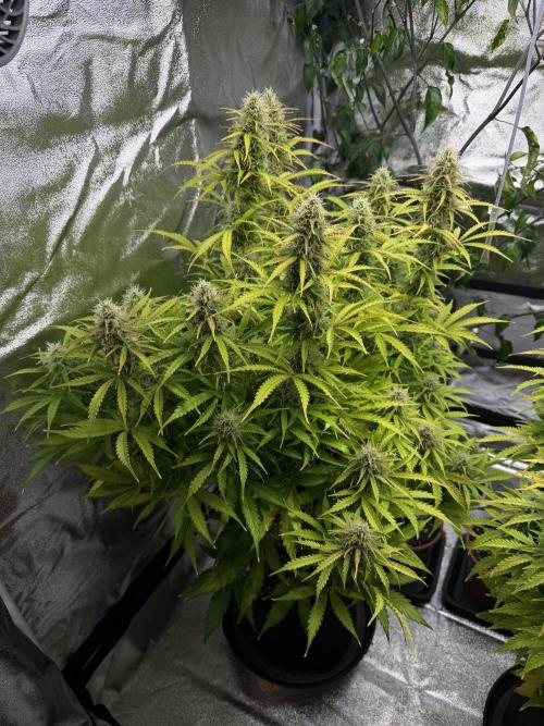 Orange Sherbet Auto FBs. Week 10 - Plant 2 top view Day 70