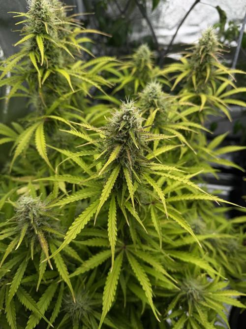 Orange Sherbet Auto FBs. Week 10 - Plant 2 bud view Day 70