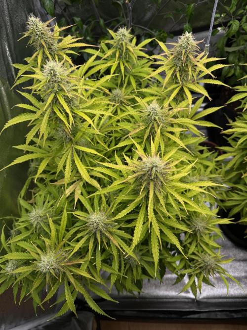 Orange Sherbet Auto FBs. Week 10 - Plant 2 top view Day 70