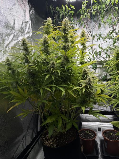 Orange Sherbet Auto FBs. Week 10 - Plant 2 side view Day 70