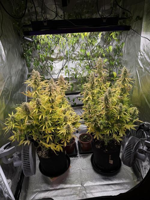 Orange Sherbet Auto FBs. Week 11 - Day 77
Plant 1 right side
Plant 2 left side
