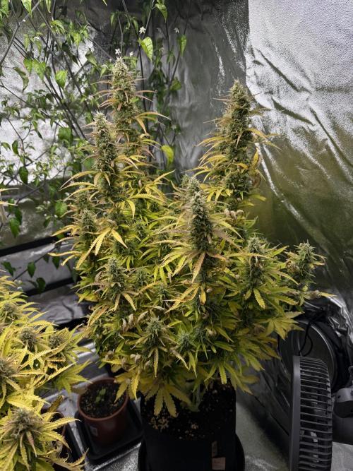 Orange Sherbet Auto FBs. Week 11 - Plant 1 overview on Day 77