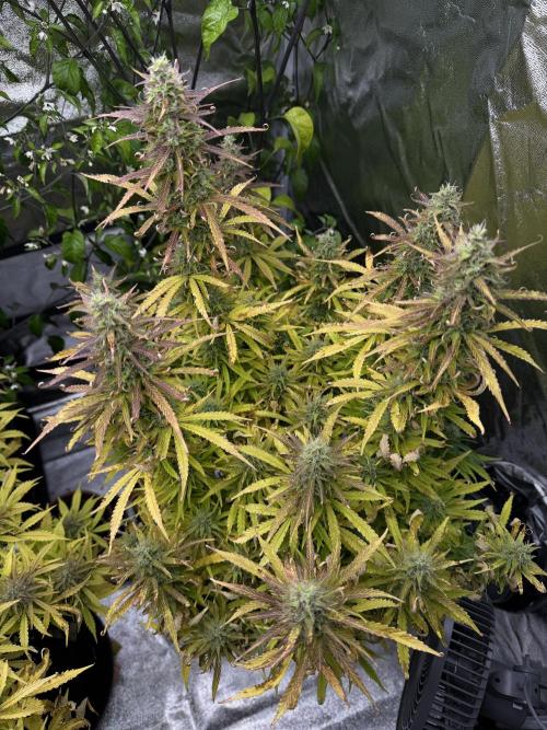 Orange Sherbet Auto FBs. Week 11 - Plant 1 top view on Day 77