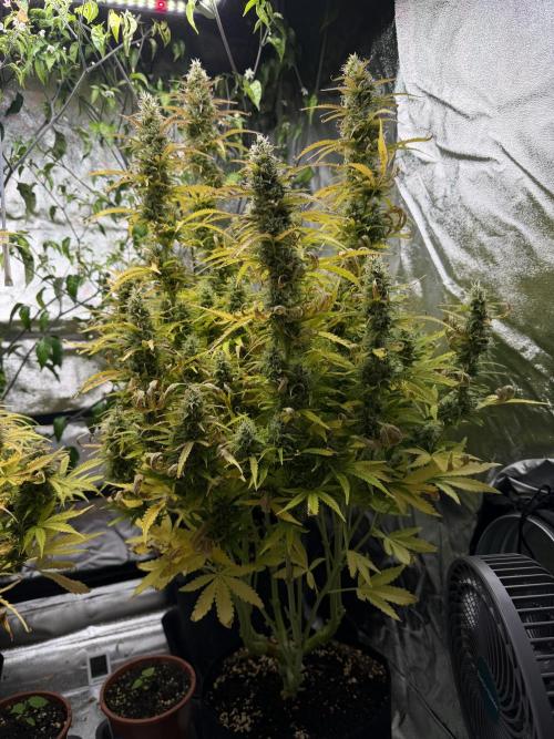 Orange Sherbet Auto FBs. Week 11 - Plant 1 side view on Day 77