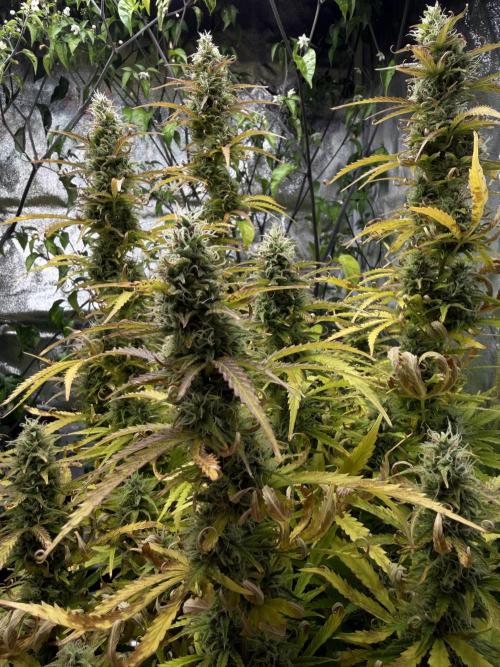Orange Sherbet Auto FBs. Week 11 - Plant 1 bud view on Day 77
