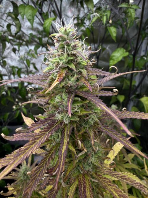 Orange Sherbet Auto FBs. Week 11 - Plant 1 bud view on Day 77
