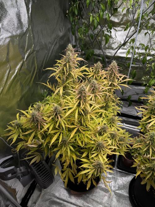 Orange Sherbet Auto FBs. Week 11 - Plant 2 overview on Day 77