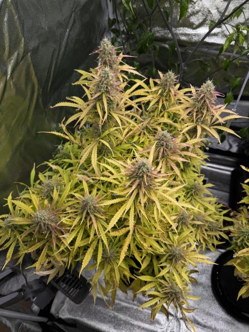 Orange Sherbet Auto FBs. Week 11 - Plant 2 top view on Day 77