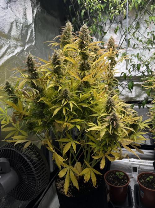 Orange Sherbet Auto FBs. Week 11 - Plant 2 side view on Day 77