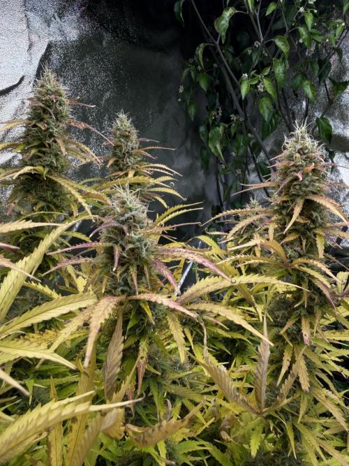 Orange Sherbet Auto FBs. Week 11 - Plant 2 bud view on Day 77