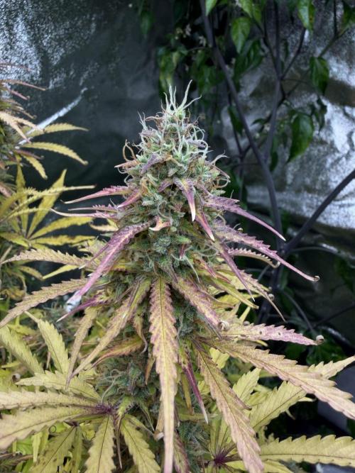 Orange Sherbet Auto FBs. Week 11 - Plant 2 bud view on Day 77