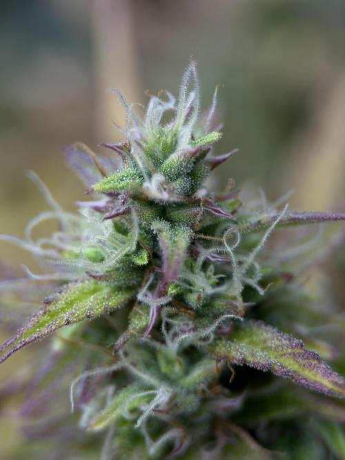 Orange Sherbet Auto FBs. Week 11 - Plant 1 macro bud view on Day 77