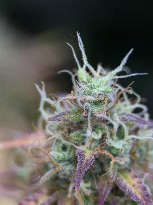 Orange Sherbet Auto FBs. Week 11 - Plant 2 macro bud view on Day 77