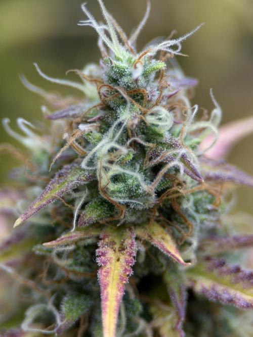 Orange Sherbet Auto FBs. Week 11 - Plant 2 macro bud view on Day 77