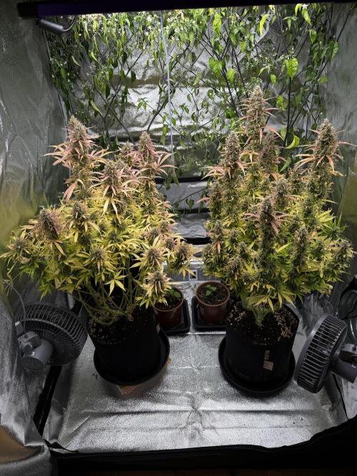 Orange Sherbet Auto FBs. Week 12 - Day 84
Plant 1 on right side
Plant 2 on left side